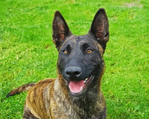 Adorable Dutch Shepherd Paint By Number