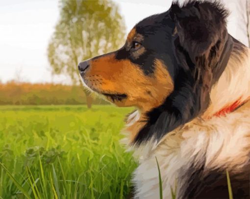 Adorable Greater Swiss Mountain Dog Paint By Number