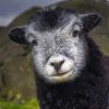 Adorable Herdwick Sheep Paint By Number