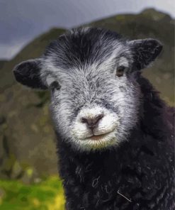 Adorable Herdwick Sheep Paint By Number