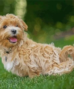 Adorable Maltipoo Paint By Number