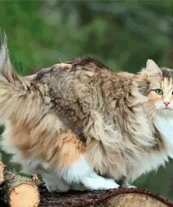 Adorable Norwegian Forest Cat Paint By Number