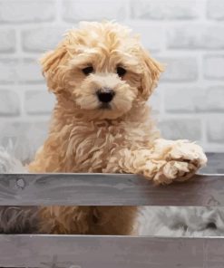 Adorable Maltipoo Dog Paint By Number