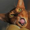 Aesthetic Abyssinian Cat Paint By Number