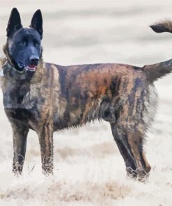 Aesthetic Dutch Shepherd Paint By Number