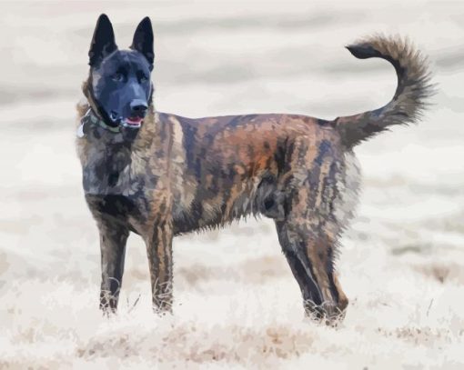 Aesthetic Dutch Shepherd Paint By Number