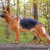 Aesthetic German Shepherd Paint By Number