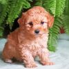 Adorable Maltipoo Puppy Paint By Number