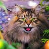 Aesthetic Norwegian Forest Cat Paint By Number