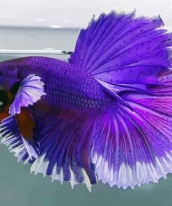 Aesthetic Purple Betta Fish Paint By Number