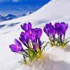 Aesthetic Spring Flower In Snow Paint By Number