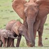 African Elephant And Two Babies Paint By Number