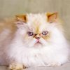 Angry Himalayan Cat Paint By Number