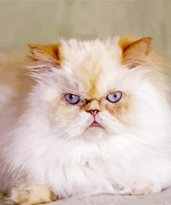 Angry Himalayan Cat Paint By Number