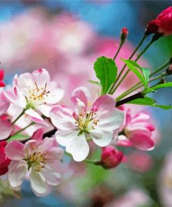 Apple Blossoms Flowers Paint By Number