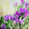 Iris Flowers Art Paint By Number