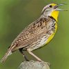 Aesthetic Western Meadowlark Paint By Number