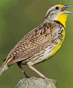 Aesthetic Western Meadowlark Paint By Number