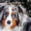 Australian Shepard Paint By Number