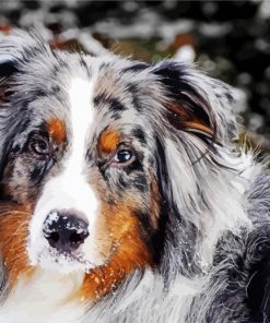 Australian Shepard Paint By Number