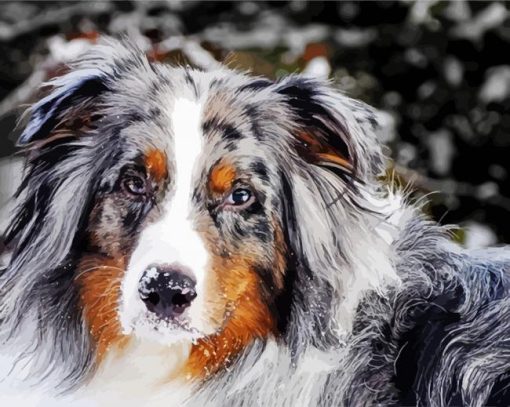 Australian Shepard Paint By Number