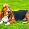 Basset Hounds Dog Paint By Number