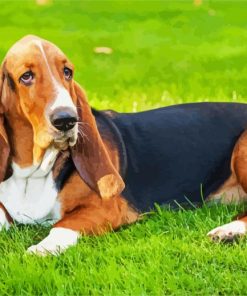 Basset Hounds Dog Paint By Number