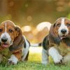 Basset Hounds Puppies Paint By Number