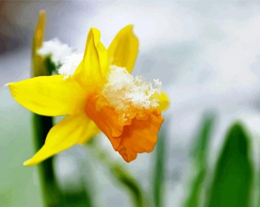 Beautiful Spring Flower In Snow Paint By Number