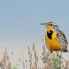 Beautiful Western Meadowlark Paint By Number