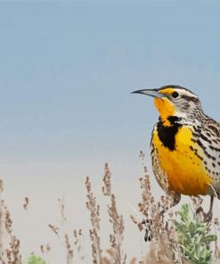 Beautiful Western Meadowlark Paint By Number