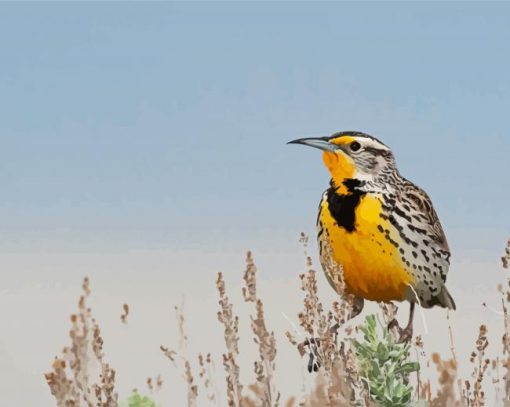 Beautiful Western Meadowlark Paint By Number