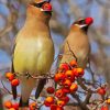 Red Berries And Birds Paint By Number