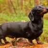 Black Dachshund Paint By Number