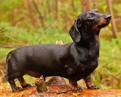 Black Dachshund Paint By Number