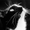 Black And White Tuxedo Cat Paint By Number