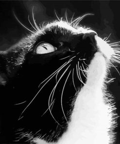 Black And White Tuxedo Cat Paint By Number