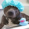 Blue Staffy In Bath Paint By Number