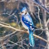 Blue Jays On Branch Paint By Number