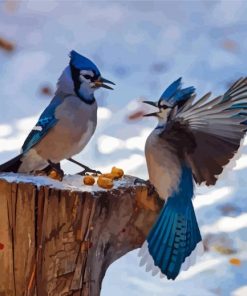 Blue Jays Birds Paint By Number