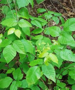 Botanic Poison Ivy Paint By Number