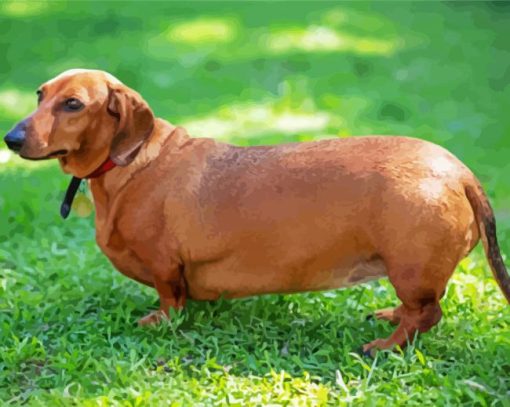 Brown Dachshund Paint By Number