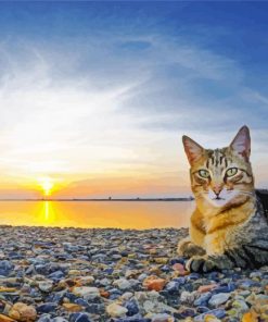 Cute Cat On At Sunset Paint By Number