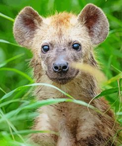 Close Up Little Spotted Hyena Paint By Number