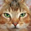 Close Up Abyssinian Cat Paint By Number