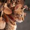 Cute Abyssinian Cat Paint By Number