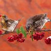 Cute Birds And Red Berries Paint By Number