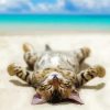 Cute Cat On Beach Paint By Number