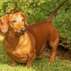 Cute Dachshund Paint By Number