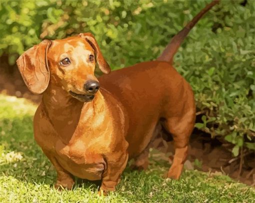 Cute Dachshund Paint By Number